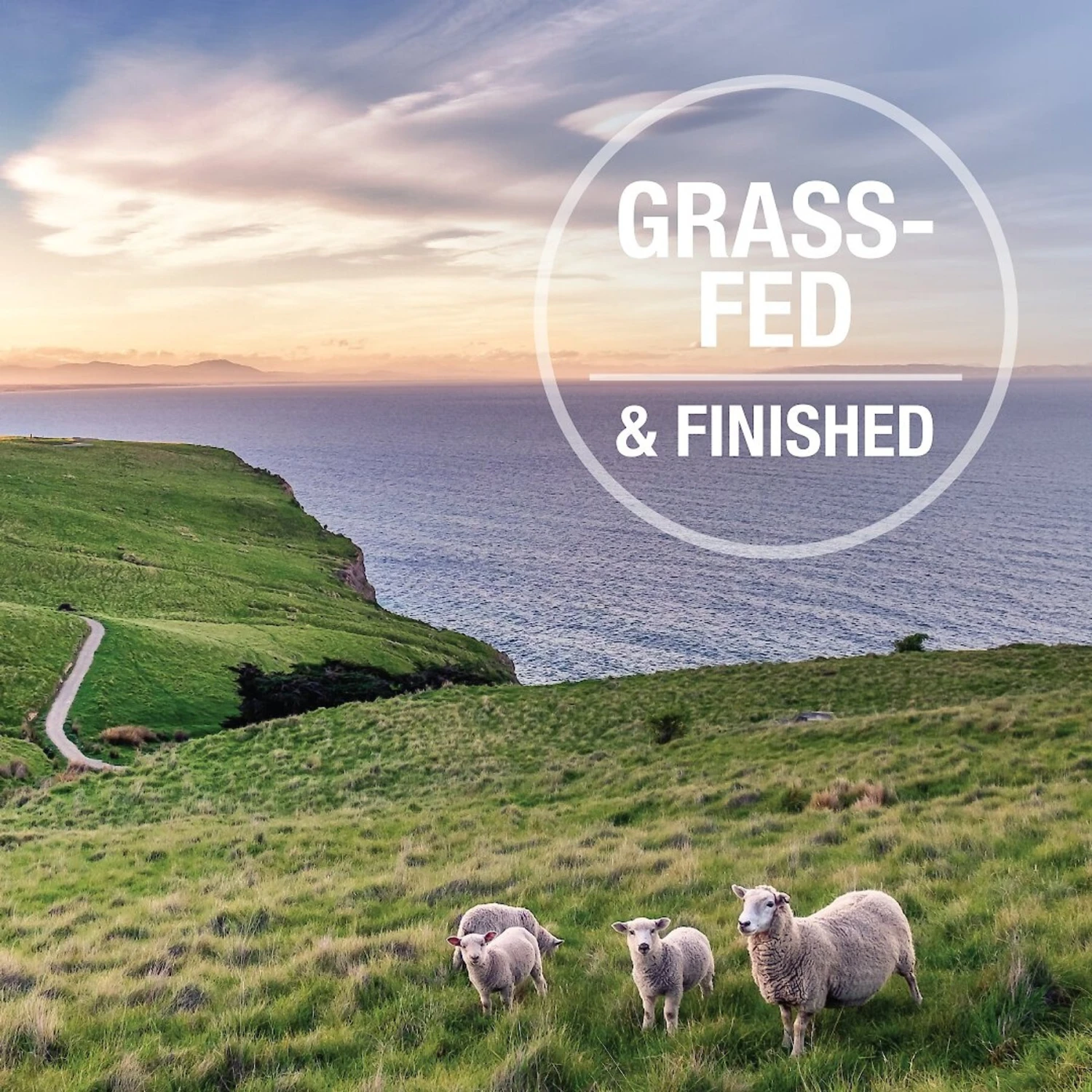 K9 Natural Lamb & King Salmon Grain-Free Canned Dog Food 10 K9 Natural Lamb & King Salmon Grain-Free Canned Dog Food - Image 8