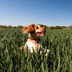 Nutro SO SIMPLE Adult Beef & Rice Recipe Natural Dry Dog Food 15 Nutro SO SIMPLE Adult Beef & Rice Recipe Natural Dry Dog Food -Blue Buffalos Shop 366852 PT4. AC SS1800 V1702666824