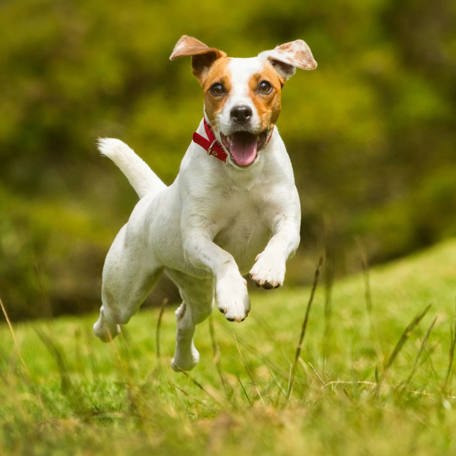 Nutro SO SIMPLE Adult Beef & Rice Recipe Natural Dry Dog Food 10 Nutro SO SIMPLE Adult Beef & Rice Recipe Natural Dry Dog Food - Image 8