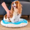 HappyCare Textiles 3D Realistic Donut Print Bolster Dog Bed 1 HappyCare Textiles 3D Realistic Donut Print Bolster Dog Bed -Blue Buffalos Shop 366943 MAIN. AC SS1800 V1645647458