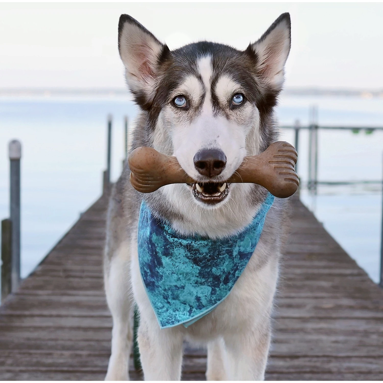 Lumabone Bulkster Beef Flavor Dog Toy 4 Lumabone Bulkster Beef Flavor Dog Toy - Image 2