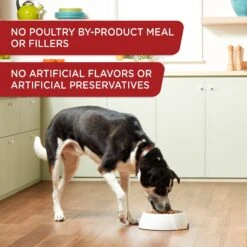 Rachael Ray Nutrish Real Beef & Pumpkin Canned Dog Food, 13-oz, Case Of 12 12 Rachael Ray Nutrish Real Beef & Pumpkin Canned Dog Food, 13-oz, Case Of 12 -Blue Buffalos Shop 373431 PT3. AC SS1800 V1648261296