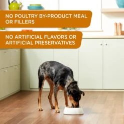 Rachael Ray Nutrish Weight Management Real Turkey & Pumpkin Wet Dog Food, 13-oz Can, Case Of 12 12 Rachael Ray Nutrish Weight Management Real Turkey & Pumpkin Wet Dog Food, 13-oz Can, Case Of 12 -Blue Buffalos Shop 373435 PT3. AC SS1800 V1648296691