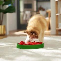 Frisco Watermelon Interactive Puzzle Dog Toy, Advanced -Blue Buffalos Shop 506322 PT5. AC SS1800 V1674667034