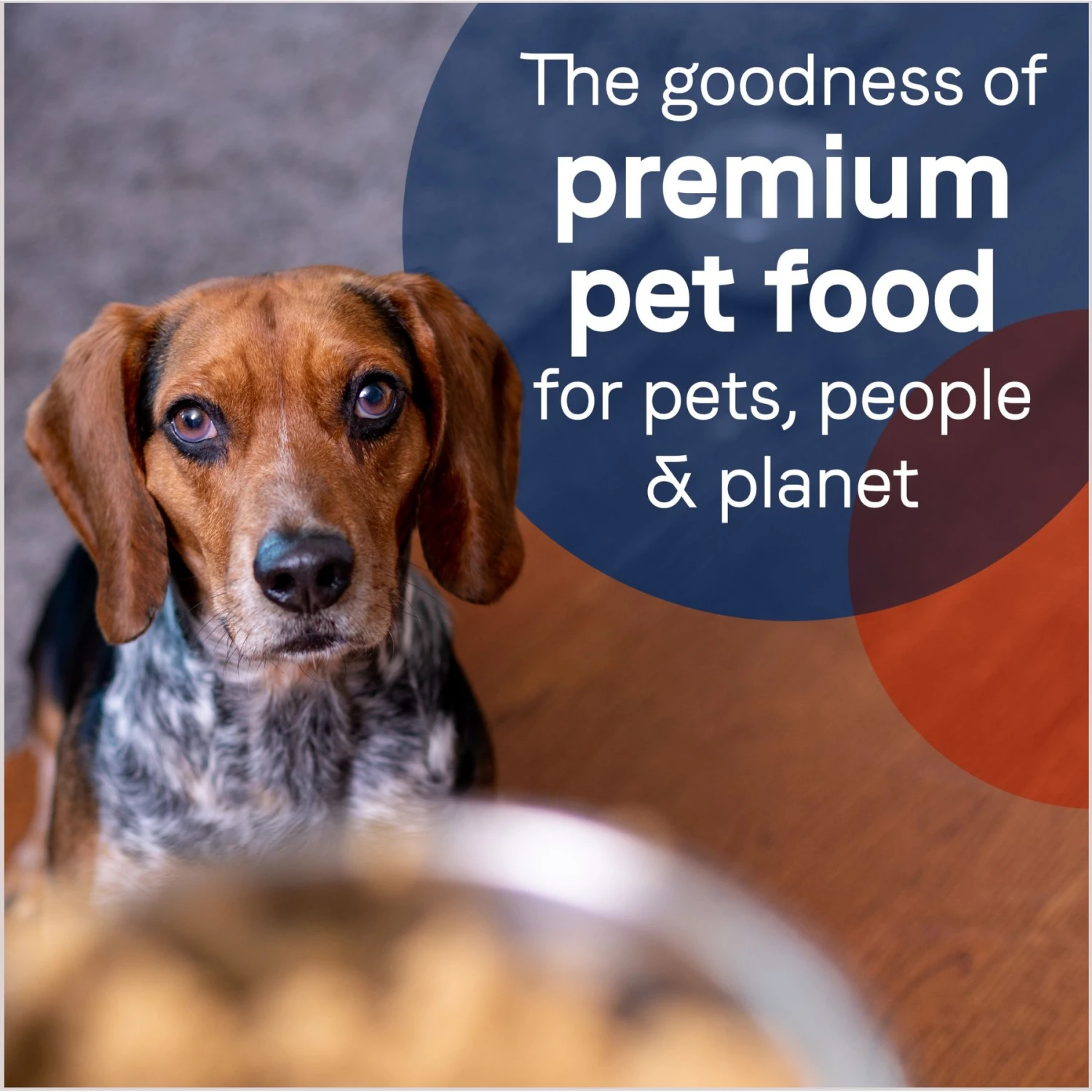 CANIDAE PURE All Stages Grain-Free Limited Ingredient Lamb Recipe Canned Dog Food, 13-oz 9 CANIDAE PURE All Stages Grain-Free Limited Ingredient Lamb Recipe Canned Dog Food, 13-oz - Image 7