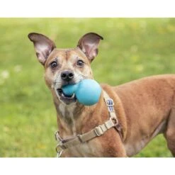 Roscoe's Pet Products Natural Rubber Refillable Dog Treat Toy -Blue Buffalos Shop 529702 PT3. AC SS1800 V1652742984