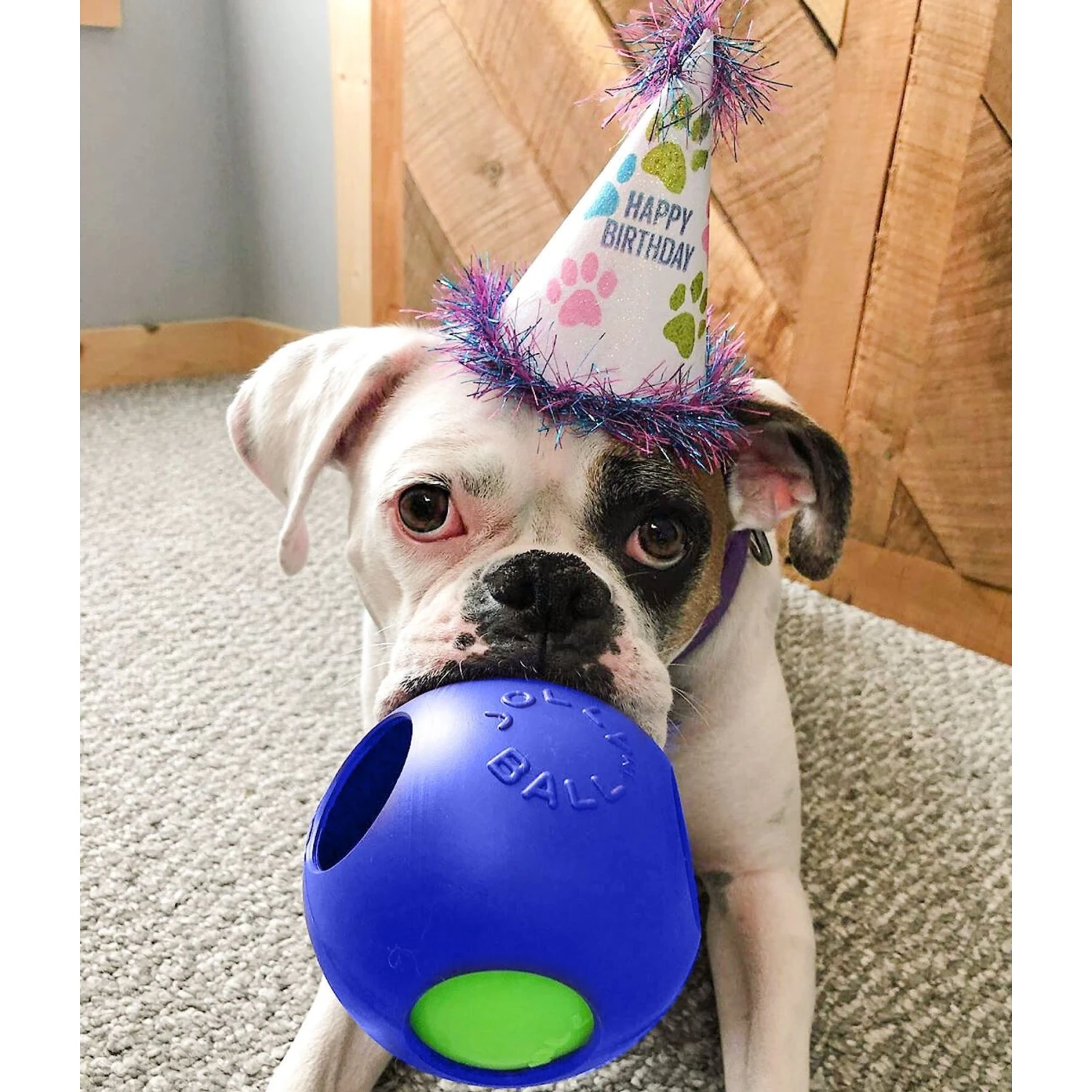 Jolly Pets Teaser Ball Dog Toy, Blue 4 Jolly Pets Teaser Ball Dog Toy, Blue - Image 2