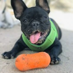 Ruff Dawg Peanut Treat Dispenser Dog Toy, Color Varies -Blue Buffalos Shop 53810 PT2. AC SS1800 V1602300361