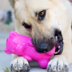 Ruff Dawg Gummy Bear Treat Dispenser Dog Toy, Color Varies -Blue Buffalos Shop 53877 PT2. AC SS1800 V1602290161