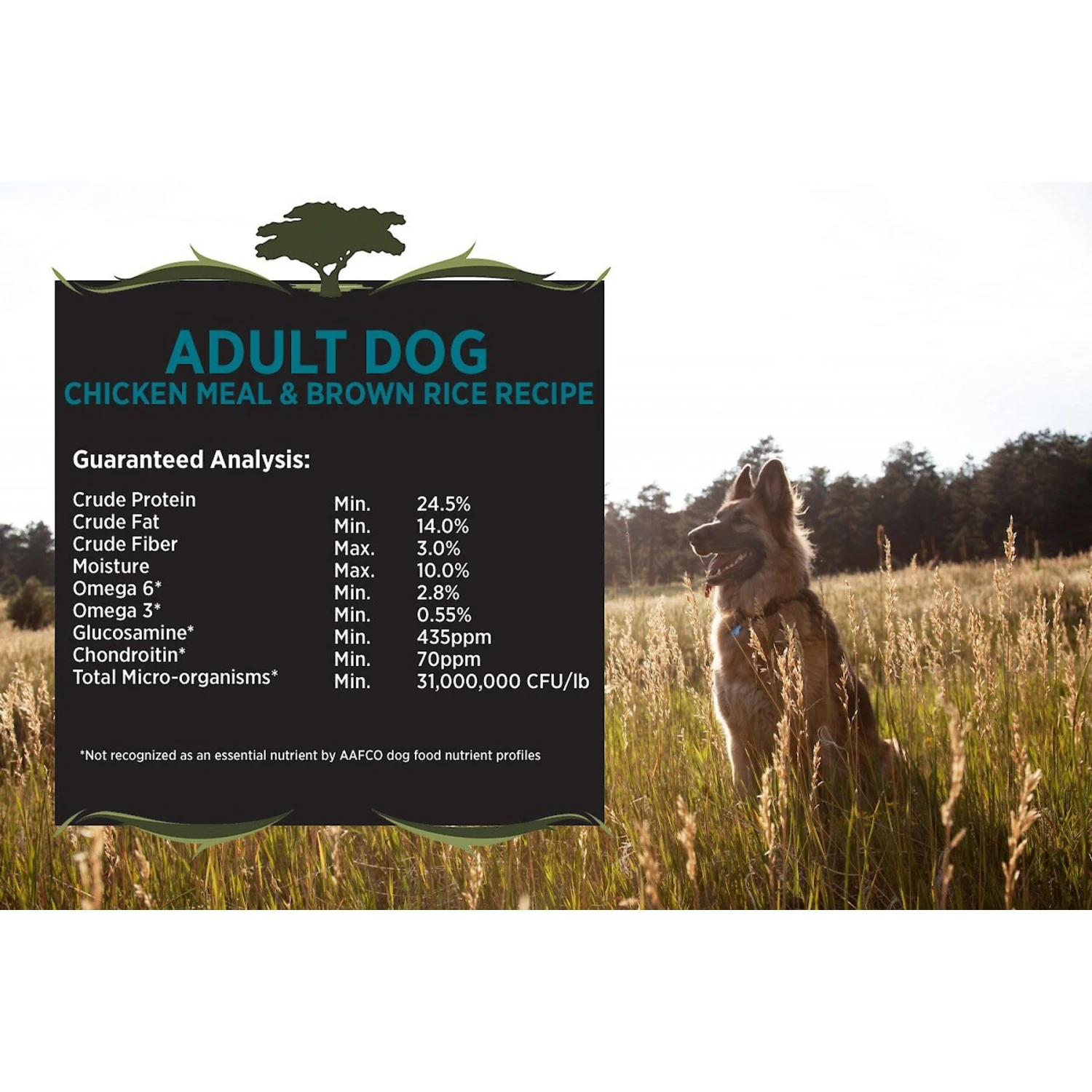 Blackwood Chicken Meal & Rice Recipe Everyday Diet Adult Dry Dog Food 5 Blackwood Chicken Meal & Rice Recipe Everyday Diet Adult Dry Dog Food - Image 3