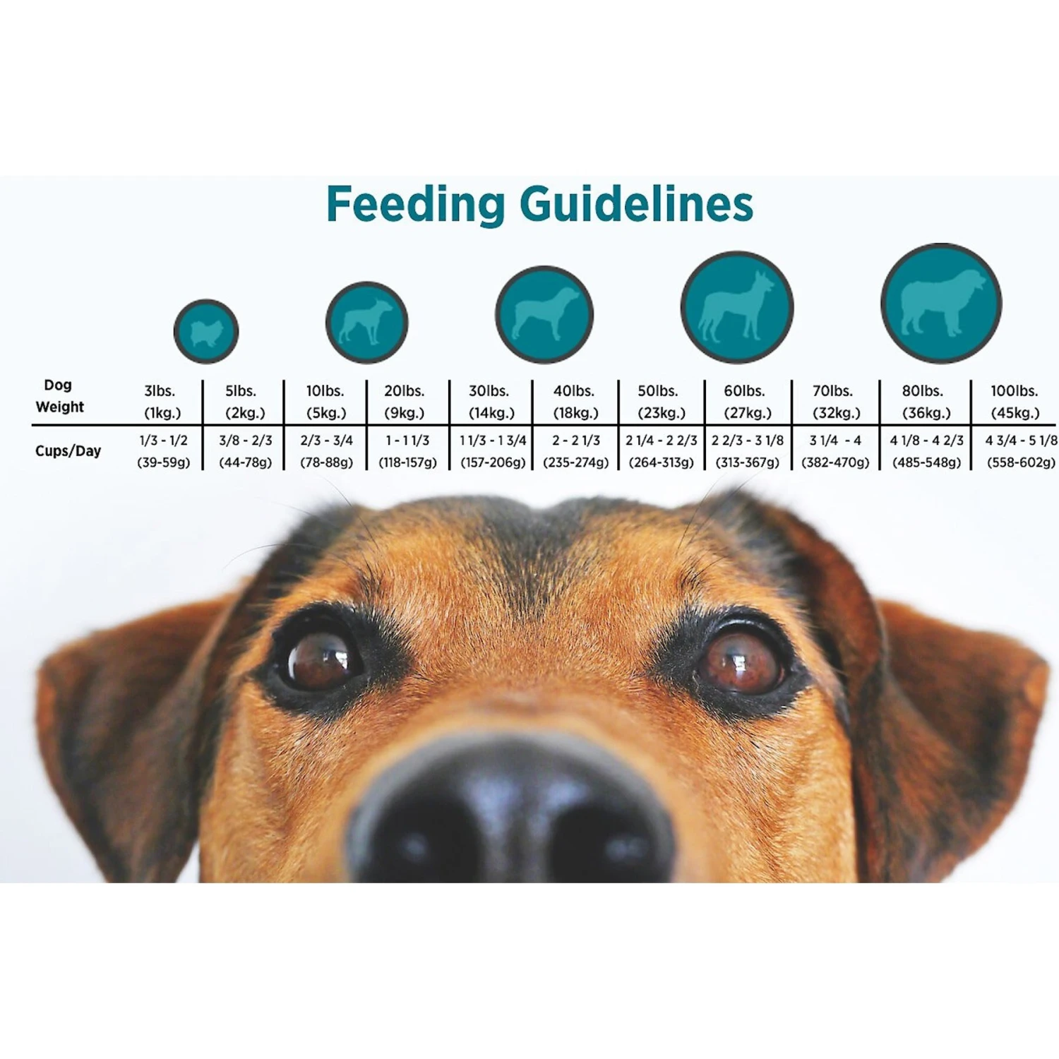 Blackwood Chicken Meal & Rice Recipe Everyday Diet Adult Dry Dog Food 6 Blackwood Chicken Meal & Rice Recipe Everyday Diet Adult Dry Dog Food - Image 4