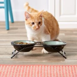 PetRageous Designs Buddy's Best Double Diner Elevated Dog & Cat Bowls -Blue Buffalos Shop 54957 PT1. AC SS1800 V1539810118