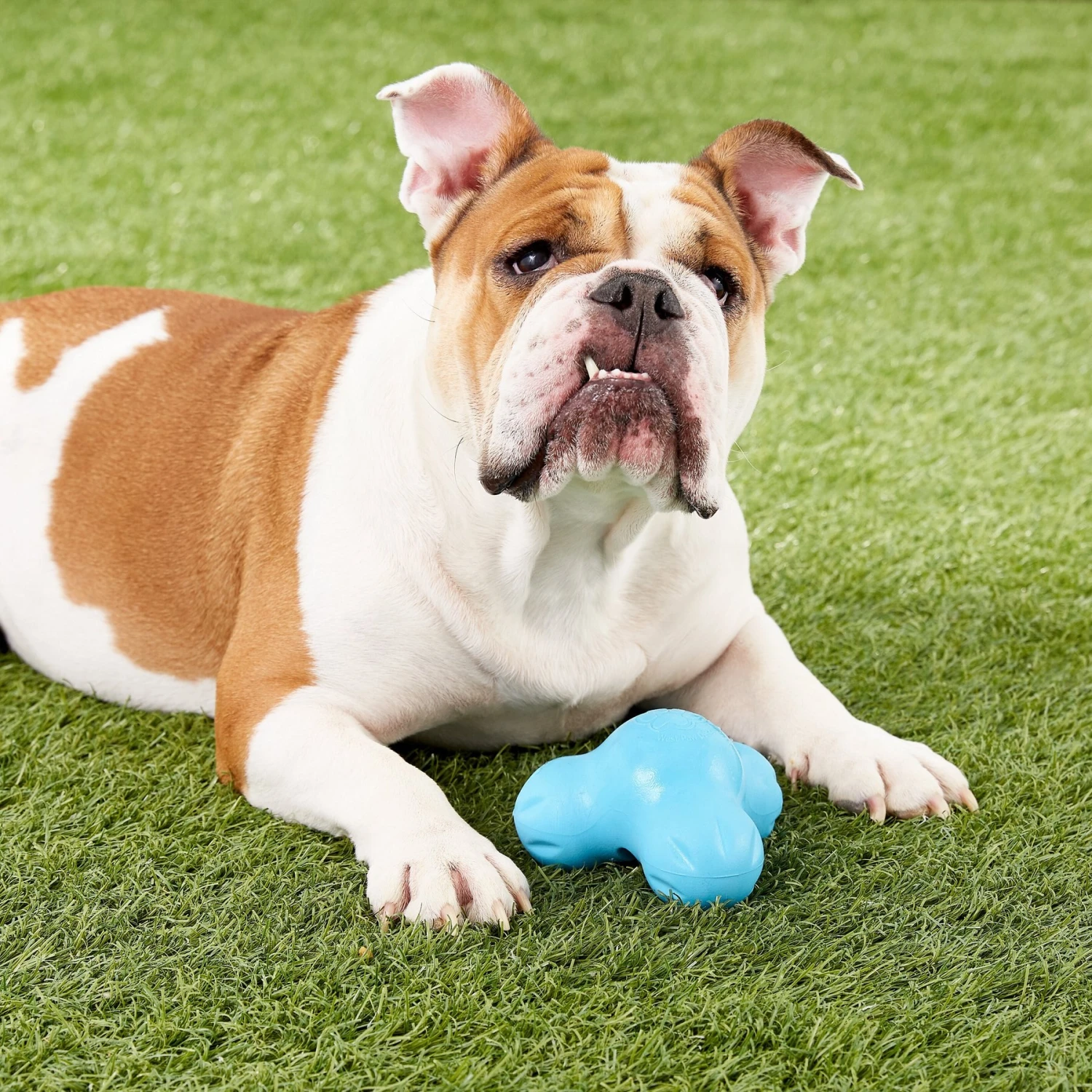 West Paw Zogoflex Large Tux Tough Treat Dispensing Dog Chew Toy 4 West Paw Zogoflex Large Tux Tough Treat Dispensing Dog Chew Toy - Image 2