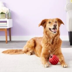 KONG Stuff A Ball Dog Toy -Blue Buffalos Shop 59160 PT4. AC SS1800 V1603167093