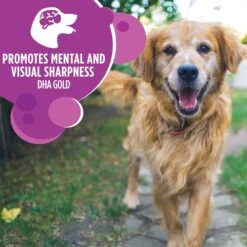 Iams Proactive Health Healthy Aging Large Breed Mature & Senior Formula With Real Chicken Dry Dog Food -Blue Buffalos Shop 61752 PT4. AC SS1800 V1668023589