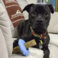 Himalayan Pet Supply Bonehead Chew Guardian Chew Smarter & Longer Dog Toy -Blue Buffalos Shop 641086 PT7. AC SS1800 V1665603835