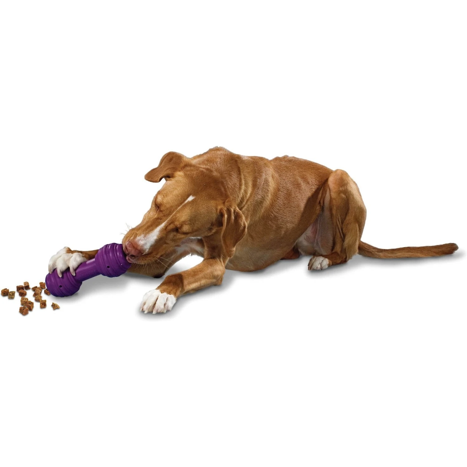 PetSafe Busy Buddy Chuckle Squeaky Treat Dispenser Dog Toy 5 PetSafe Busy Buddy Chuckle Squeaky Treat Dispenser Dog Toy - Image 3