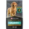 Purina Pro Plan High Protein Chicken & Rice Formula Dry Puppy Food -Blue Buffalos Shop 67481 MAIN. AC SS1800 V1683569758