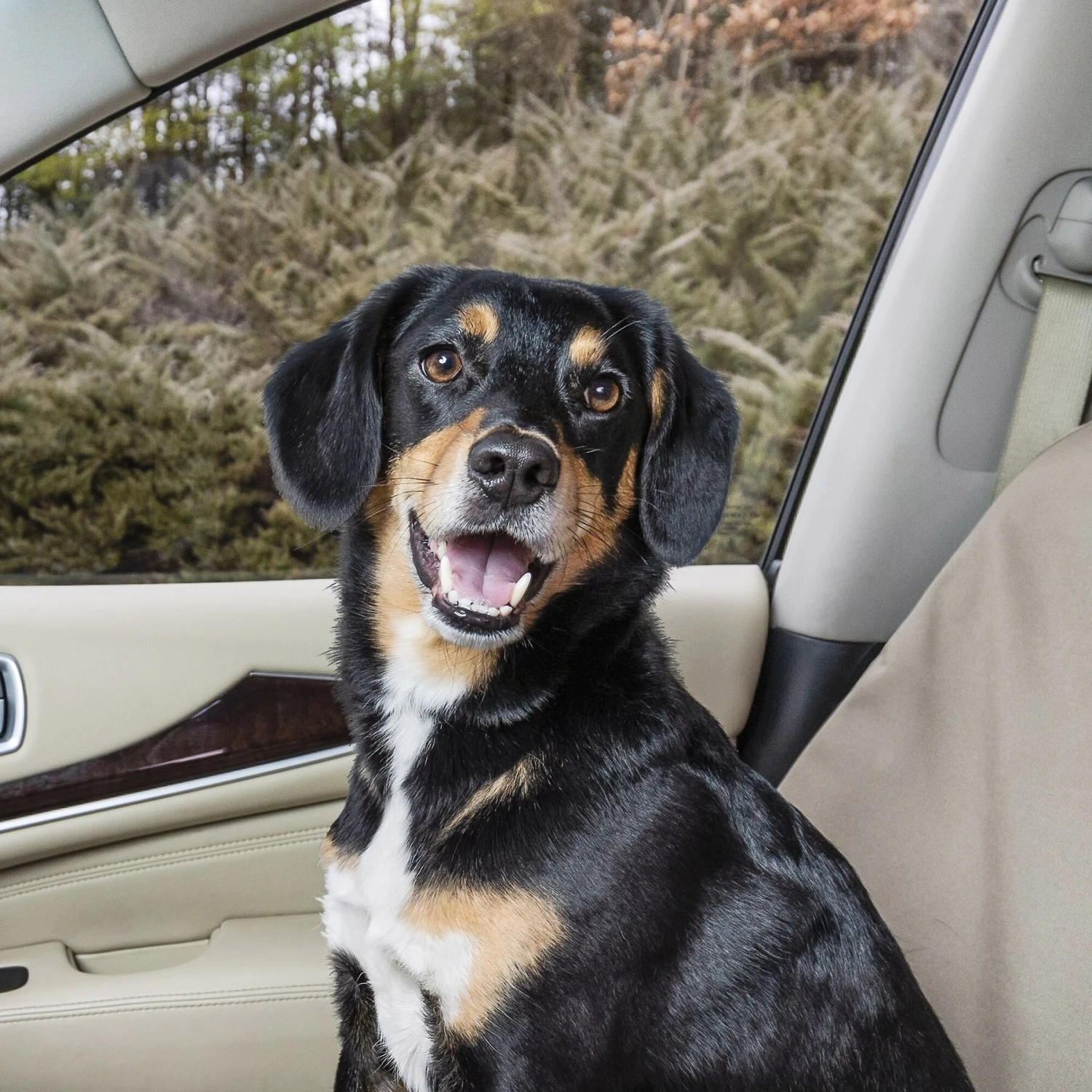 PetSafe Happy Ride Pet Travel Organizer Kit 4 PetSafe Happy Ride Pet Travel Organizer Kit - Image 2