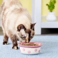 PetRageous Designs Polka Paws Deep Ceramic Dog & Cat Bowl -Blue Buffalos Shop 70325 PT7. AC SS1800 V1539704629