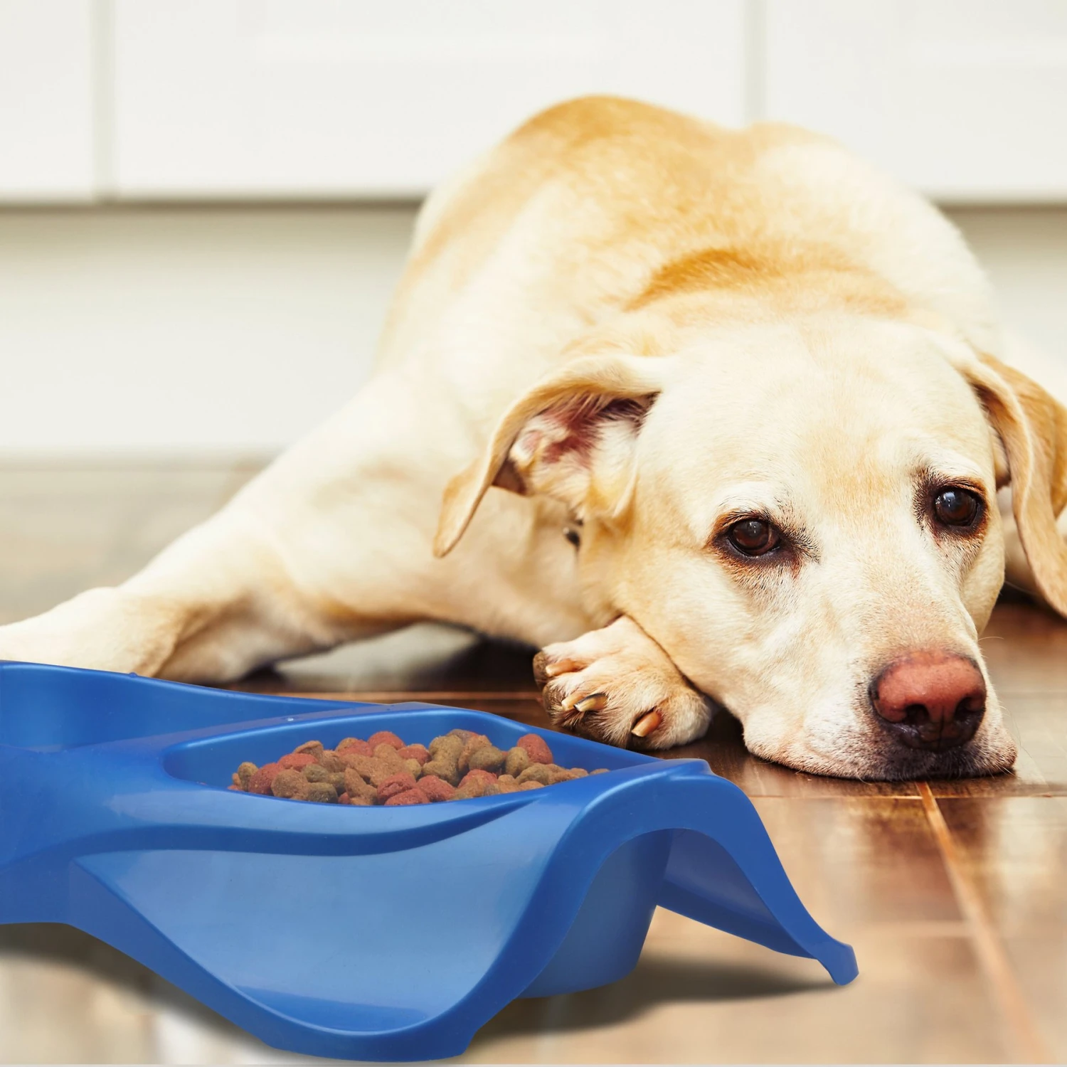 Van Ness Lightweight Double Plastic Dog & Cat Dish 5 Van Ness Lightweight Double Plastic Dog & Cat Dish - Image 3