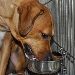 Maslow Stainless Steel Kennel Dog Bowl -Blue Buffalos Shop 72070 PT1. AC SS1800 V1628195797