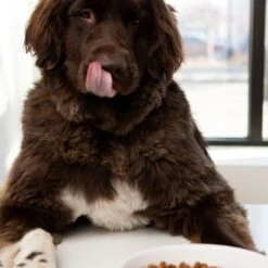 Waggo Cling Non-Skid Silicone Bottom Dog & Cat Bowl -Blue Buffalos Shop 731438 PT1. AC SS1800 V1698346639