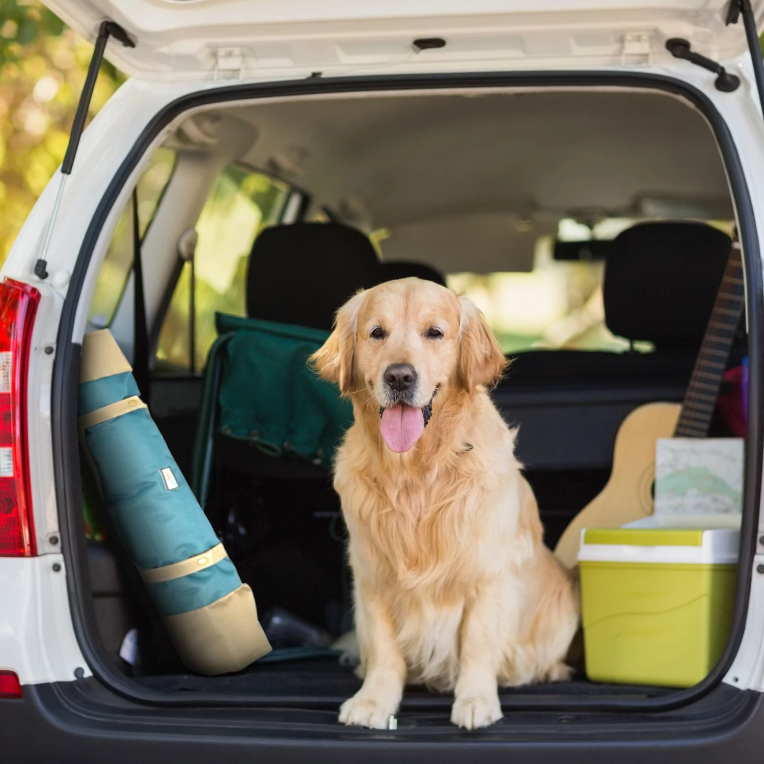 Max & Marlow Go Gear Portable Waterproof Roll-Up Cat & Dog Bed Mat 5 Max & Marlow Go Gear Portable Waterproof Roll-Up Cat & Dog Bed Mat - Image 3