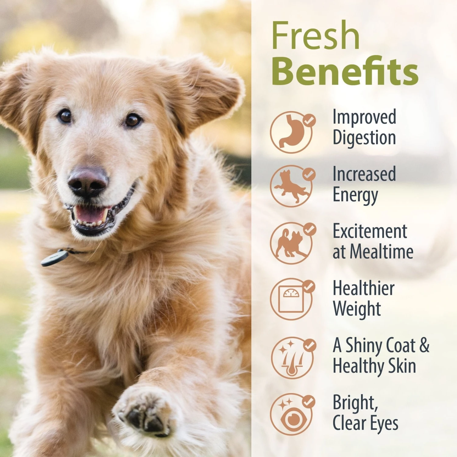 JustFoodForDogs Pantry Fresh Turkey & Whole Wheat Macaroni Fresh Dog Food 7 JustFoodForDogs Pantry Fresh Turkey & Whole Wheat Macaroni Fresh Dog Food - Image 5