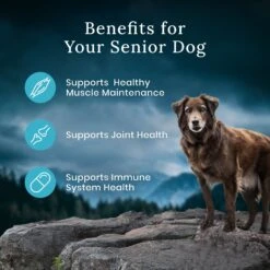 Blue Buffalo Blue Wilderness Premier Blend With Meaty Cuts Chicken Senior Dry Dog Food -Blue Buffalos Shop 761758 PT6. AC SS1800 V1680630716