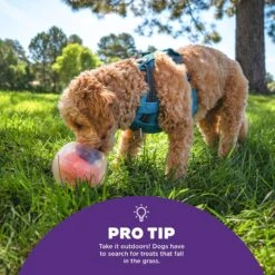 Outward Hound Dog Rumble Puzzle Ball Puzzle & Treat Maze Interactive Dog Toy, Orange -Blue Buffalos Shop 786558 PT4. AC SS1800 V1694286050