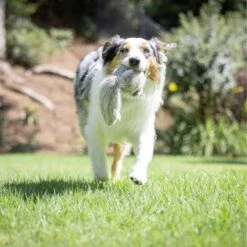 Hyper Pet Doggie Tail Interactive Dog Toy -Blue Buffalos Shop 80151 PT6. AC SS1800 V1639093362