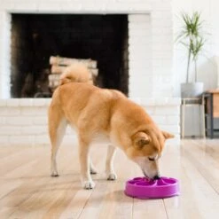 Outward Hound Fun Feeder Interactive Dog Bowl, Purple -Blue Buffalos Shop 85933 PT5. AC SS1800 V1694439726