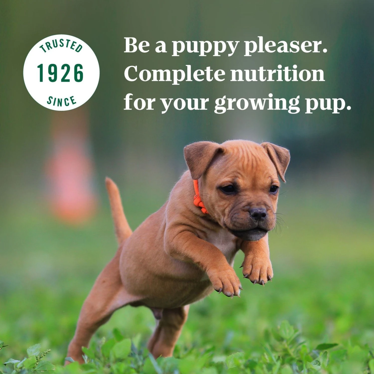 Nutro Puppy Tender Grain-Free Chicken, Sweet Potato & Pea Recipe Bites In Gravy Wet Dog Food Trays 10 Nutro Puppy Tender Grain-Free Chicken, Sweet Potato & Pea Recipe Bites In Gravy Wet Dog Food Trays - Image 8