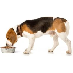 PetRageous Designs Crete Hammered Stainless Steel Dog & Cat Bowl 9 PetRageous Designs Crete Hammered Stainless Steel Dog & Cat Bowl -Blue Buffalos Shop 902294 PT2. AC SS1800 V1689889711