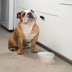 Waggo Habit Circle Silicone Dog & Cat Placemat, 2 Count -Blue Buffalos Shop 910598 PT2. AC SS1800 V1697760407