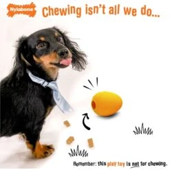 Nylabone Creative Play Eggi Treat Dispenser Dog Toy -Blue Buffalos Shop 940662 PT1. AC SS1800 V1692280372