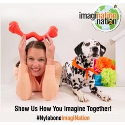 Nylabone Creative Play Eggi Treat Dispenser Dog Toy -Blue Buffalos Shop 940662 PT7. AC SS1800 V1692280898